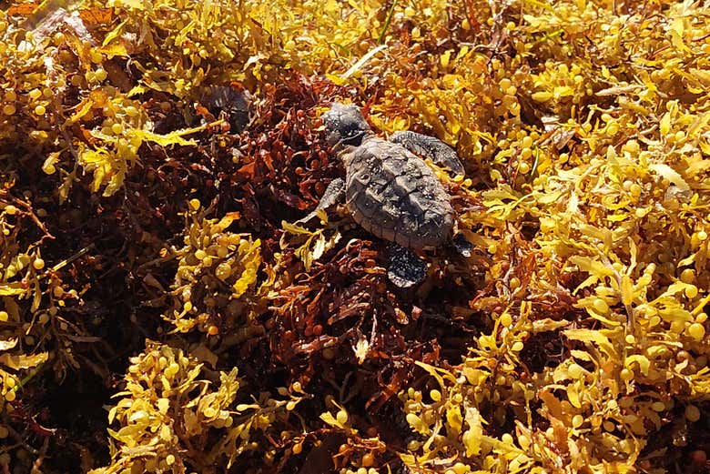 ¡Será una experiencia de lo más enriquecedora!