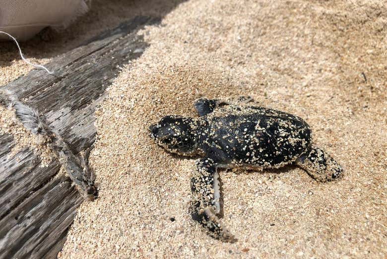 Aprendiendo a limpiar la playa
