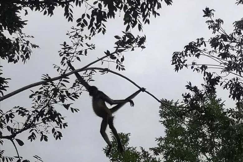 Mono araña en la proximidades de Chacchobén