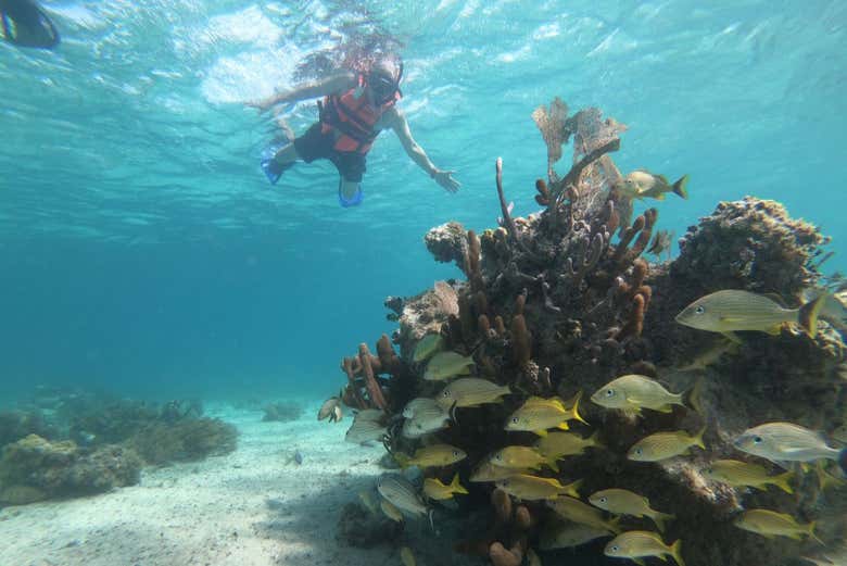 Un mundo fascinante debajo del agua