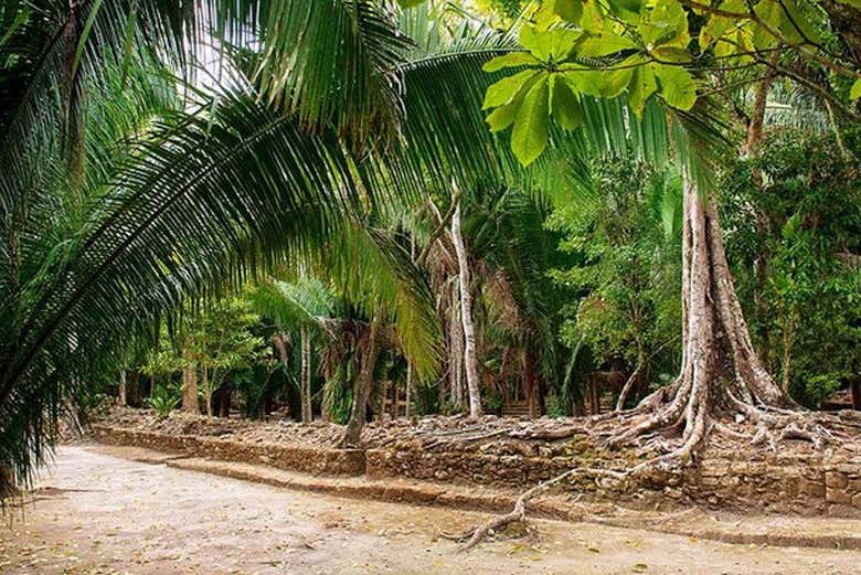 Selva rodeando los vestigios de Chacchobén