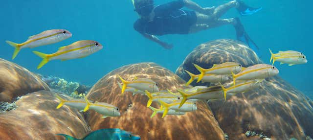 Snorkel en Mahahual