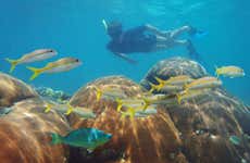 Snorkel em Mahahual