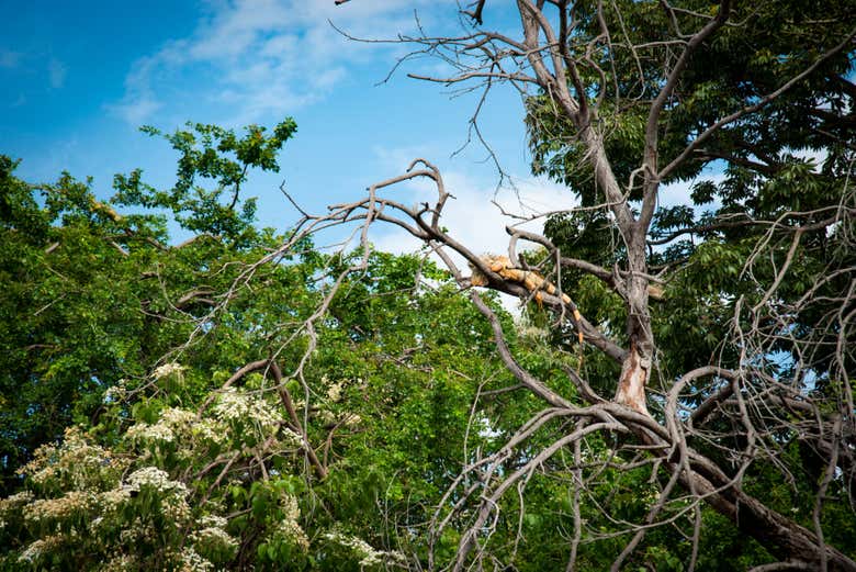 Fauna e flora de Manzanillo