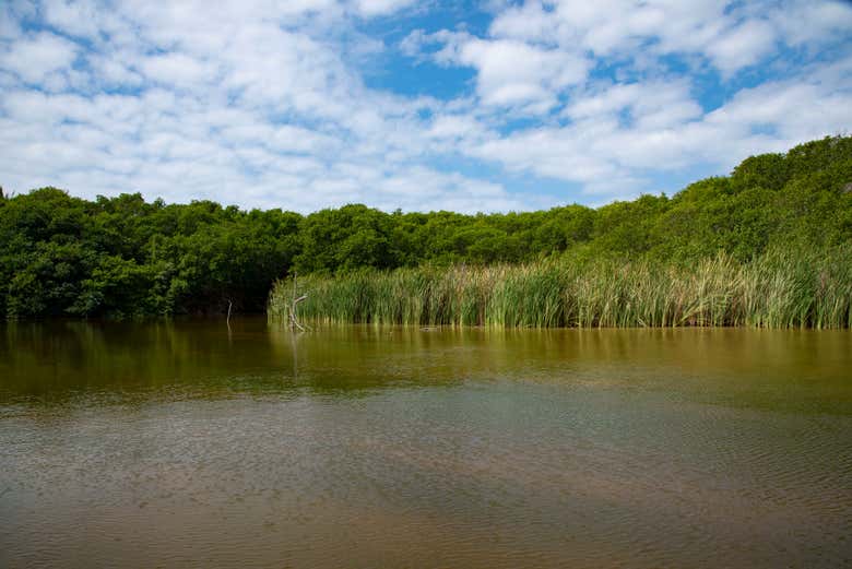 Contemplez les mangroves pendant l'excursion