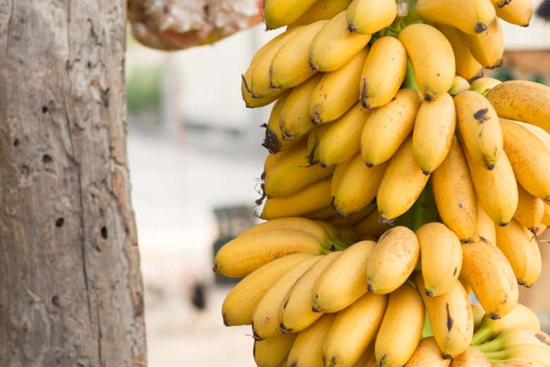 Un racimo de plátanos