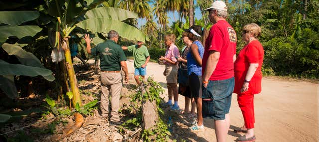 Tour da fruta tropical