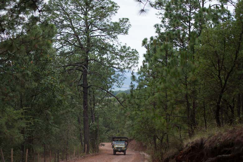 Atravesando el bosque de la Sierra del Tigre