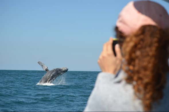 Mazatlán Whale Watching Tour + Whale Museum