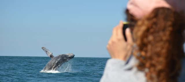 Observation de baleines à Mazatlán
