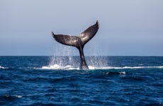 Avistamiento de ballenas en Mazatlán