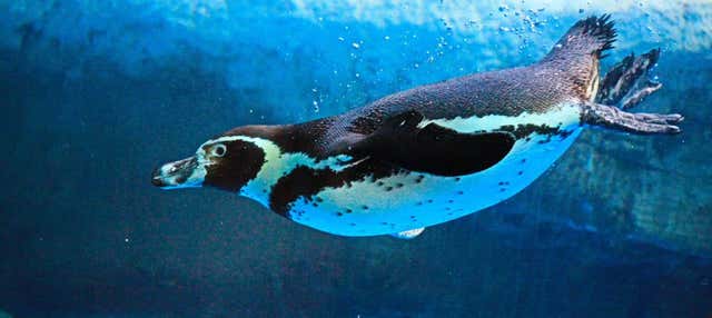 Billet pour le Gran Acuario Mazatlán