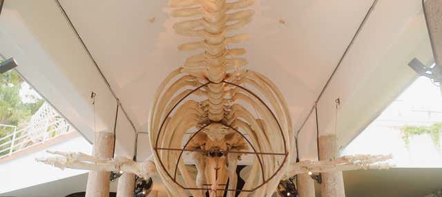 Billet pour le Musée national de la baleine