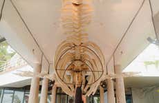 Billet pour le Musée national de la baleine