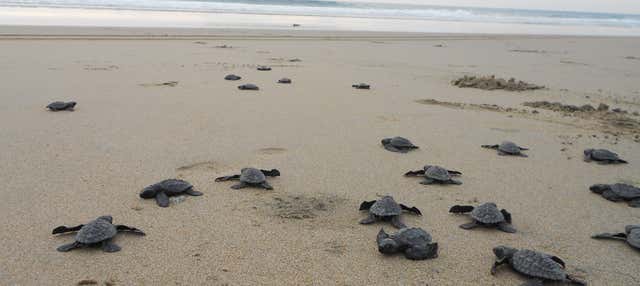 Excursão ao santuário de tartarugas El Verde Camacho
