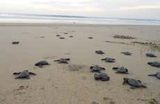 Excursión al santuario de tortugas El Verde Camacho