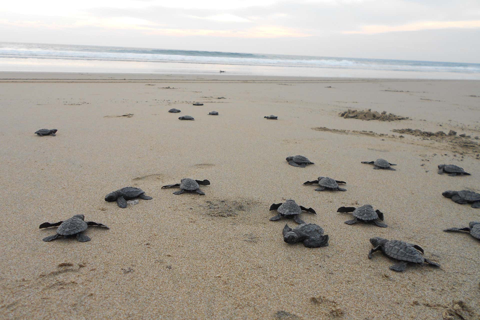 Excursão ao santuário de tartarugas El Verde Camacho