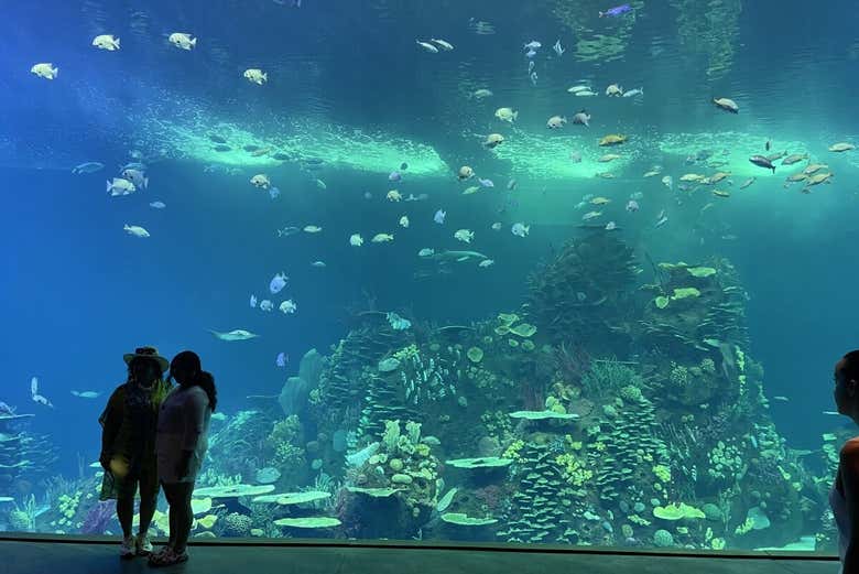 Contemplando la vida marina a través de los paneles acrílicos