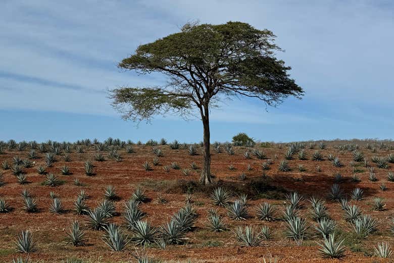 Estaremos cercados por campos de agave