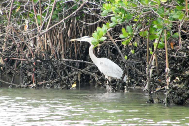 Veremos diferentes aves de los manglares