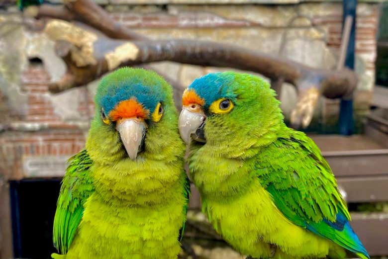 Aves autóctones