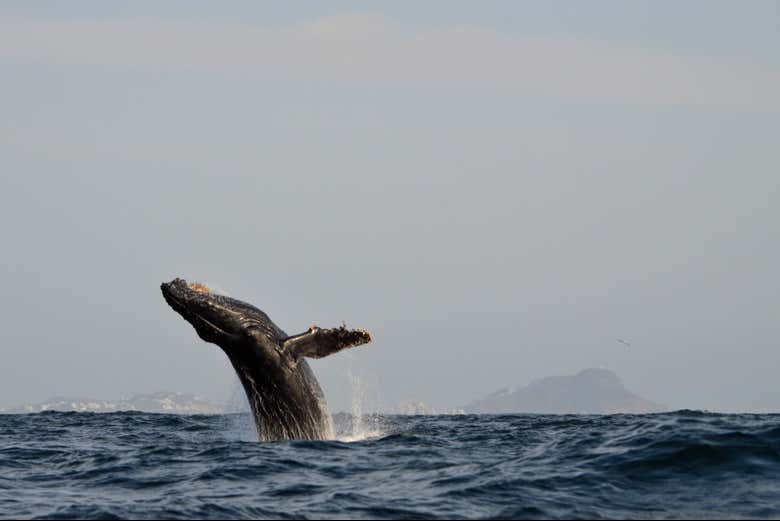 Marvel at how whales jump out of the water