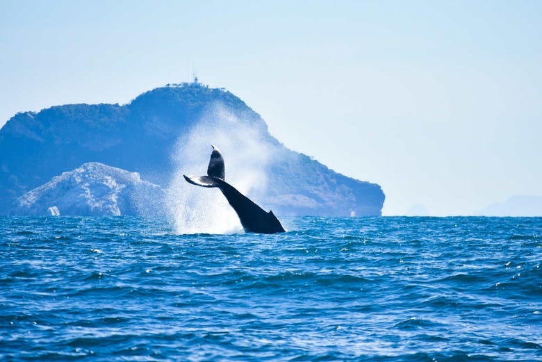 Whale watching in the Pacific Ocean near Mazatlán
