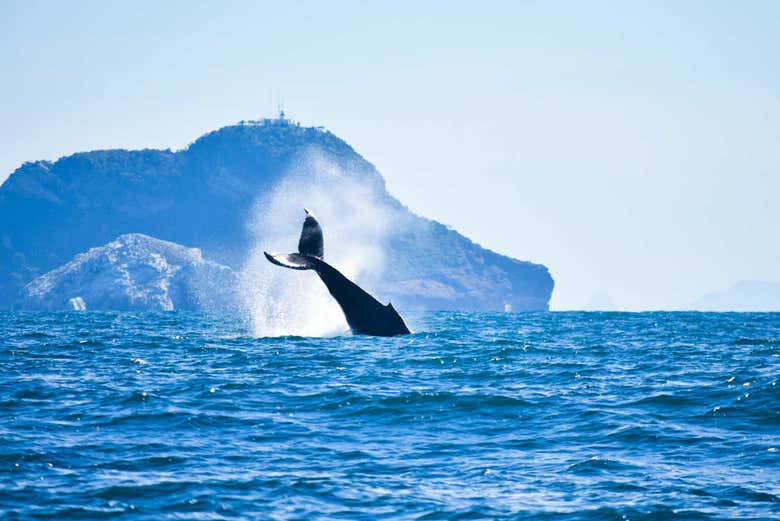 Ballena del Pacífico