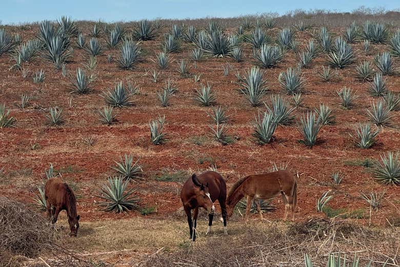 Visitando o Rancho Mr. Lionso