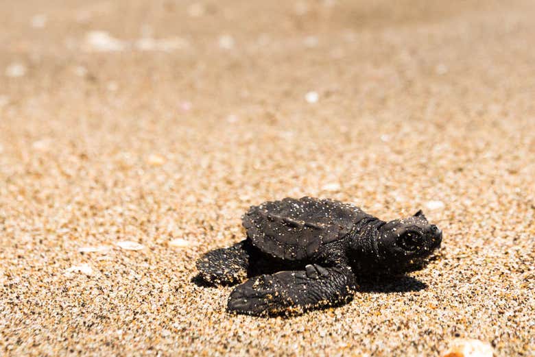 Turtle walking towards the sea