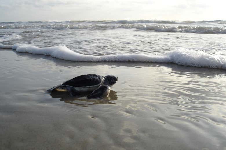 Tortue olivâtre mise en mer