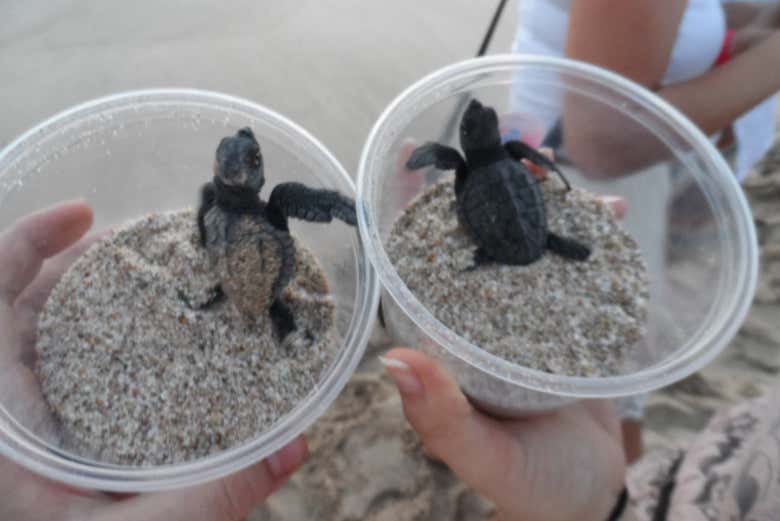 Conhecendo a tartaruga-oliva