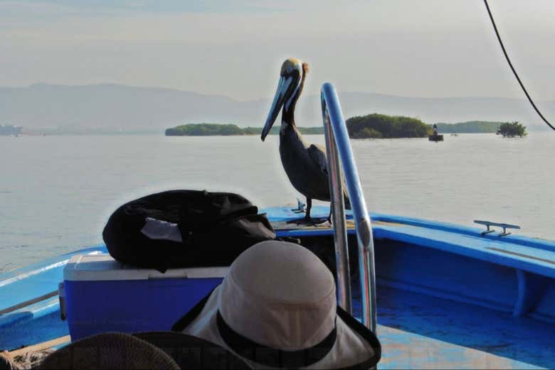 Ave sobre el barco que nos llevará a la  Isla de la Piedra