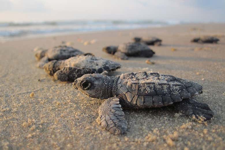 Ejemplares de tortuga golfina