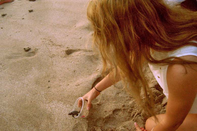 Experiência no santuário de tartarugas