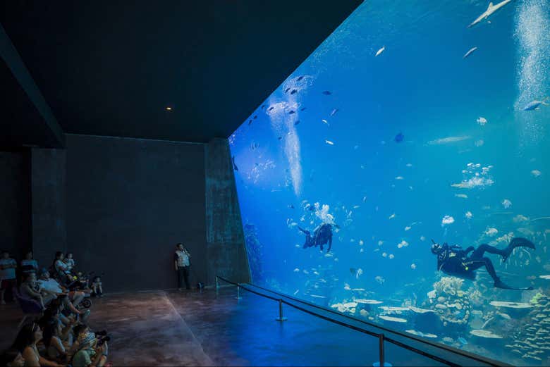 Admirando a los buzos y peces del Gran Acuario Mazatlán