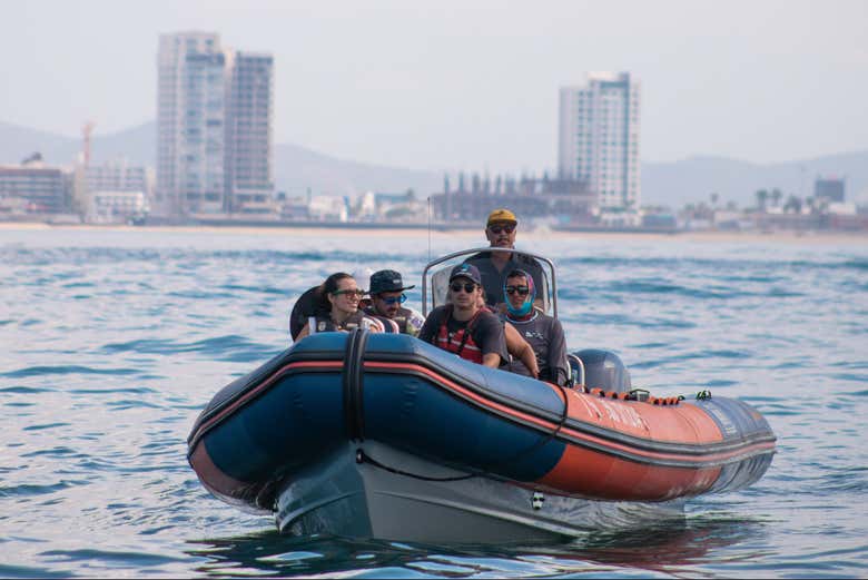 Look out for whales