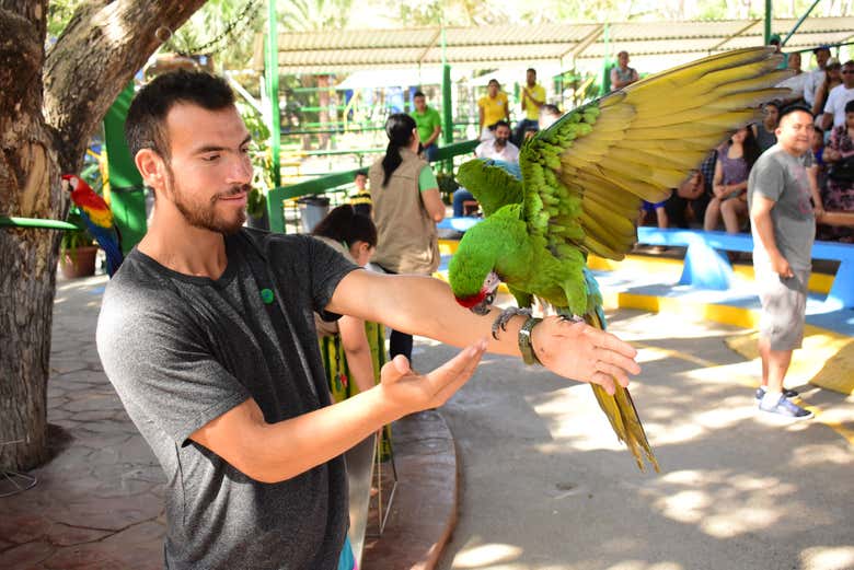 Exotic birds in Mazatlán Aquarium