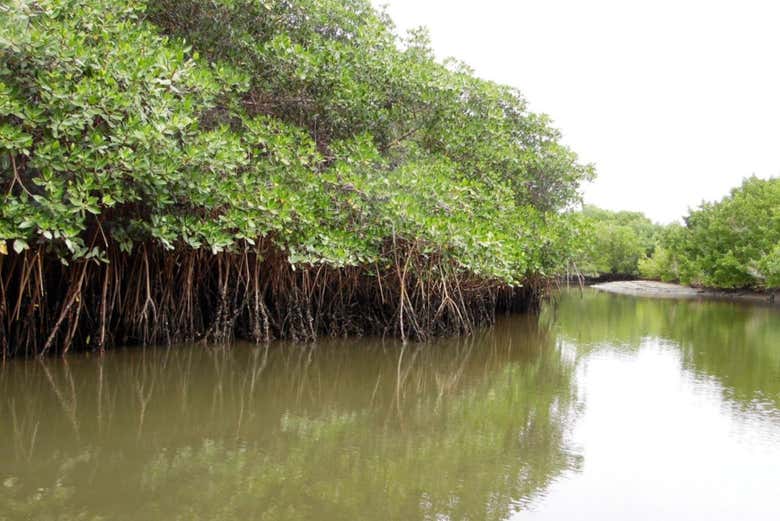 Manglares en el entorno de la Isla de la Piedra