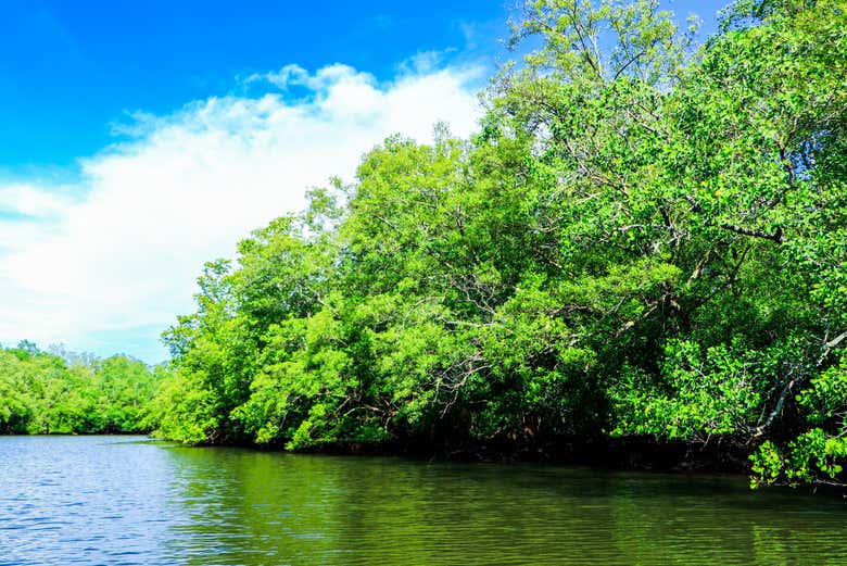 Paisajes de los manglares