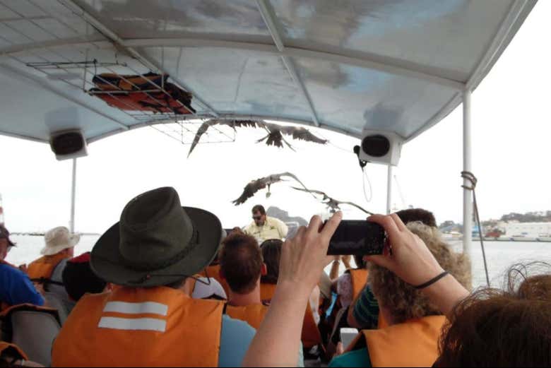 Contemplando aves desde el barco