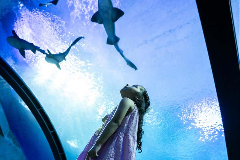 Contemplando la vida marina a través de los paneles 