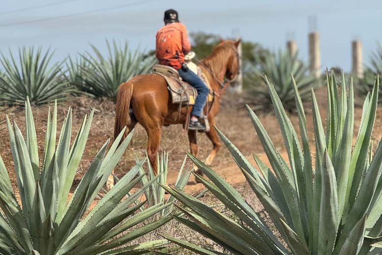 Passeando a cavalo por um campo de agave