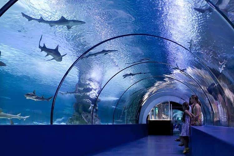 Caminando junto a los tiburones por el túnel