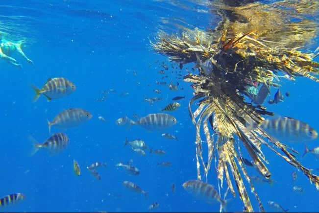 Pronti a svelare tutti i segreti del Pacifico?