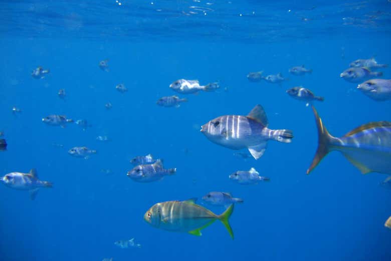 Peces de las aguas mexicana