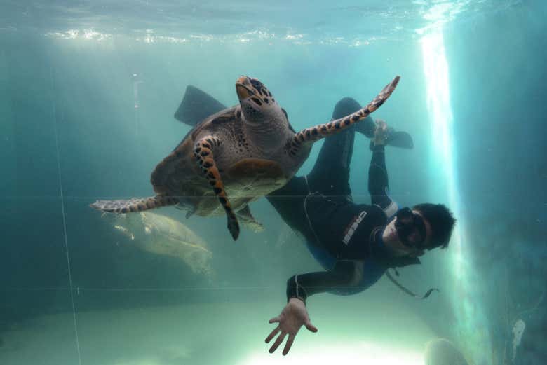 Sea turtle in Mazatlán Aquarium