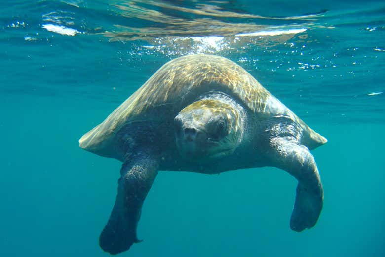Una tortuga marina en las aguas de Mazatlán