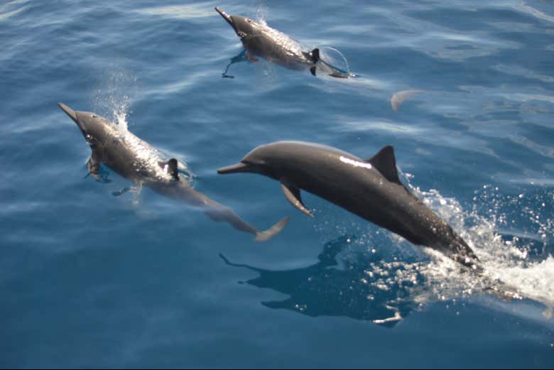 Iremos en busca de delfines durante el safari marino