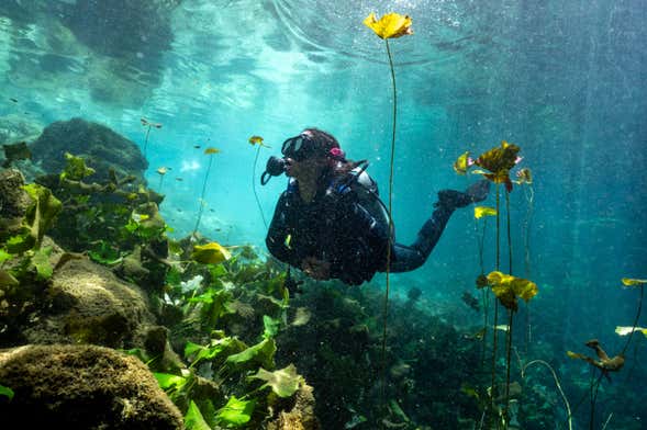 Cenote Diving Experience in Mérida